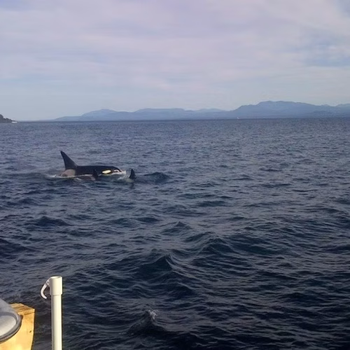 39d096_de3c1cdd21d54f4a97d7a89acf67e868~mv2