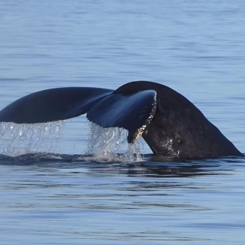 7789b9_01bce270138d4454816f1ee92fa943c4~mv2