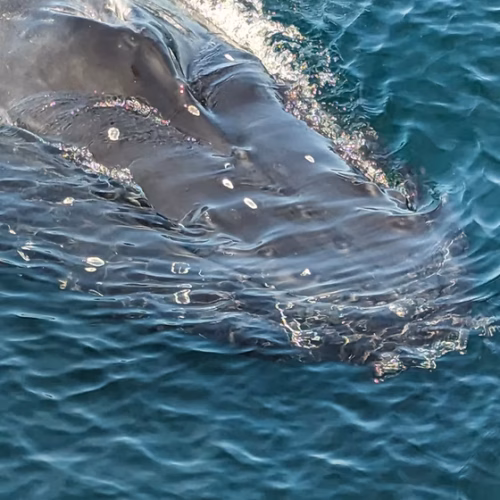 7789b9_53e729a0efb54db8b3f21dee740170ac~mv2