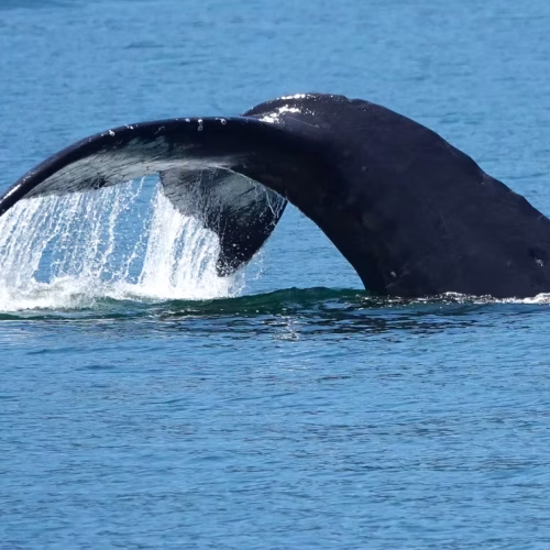 7789b9_898d2fbb390f4347a69885a1e8c977fa~mv2