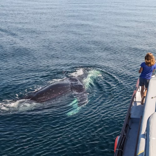 7789b9_a325344eb3e641d489e9b960aa9d841f~mv2