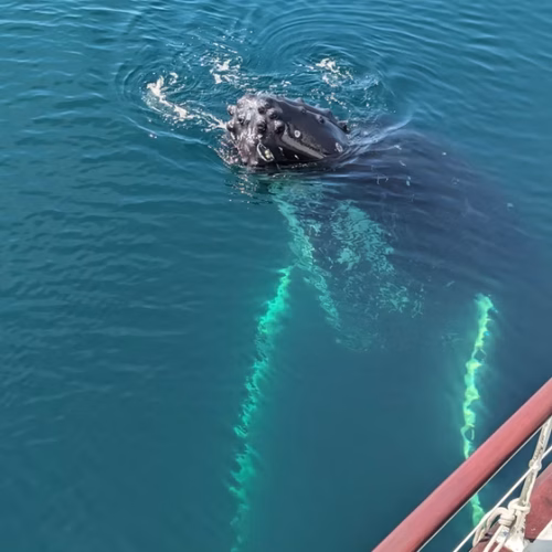 7789b9_db5ece75c63d49799d0585a651ab599e~mv2