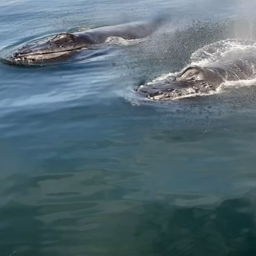 7789b9_dba7492480b34d82ad317a070252206d~mv2