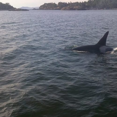 imgi_33_39d096_52cd5ce3452545b7bcf4aed5a831d9cc~mv2_d_2592_1456_s_2