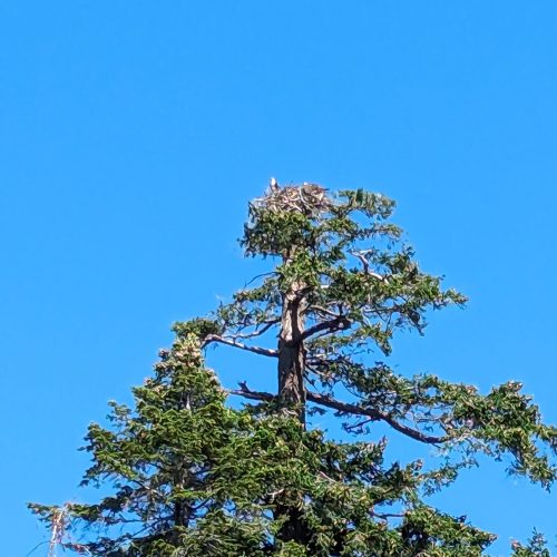 imgi_64_7789b9_e6ed0d893eaa4285a1b9430ee17a4de6~mv2